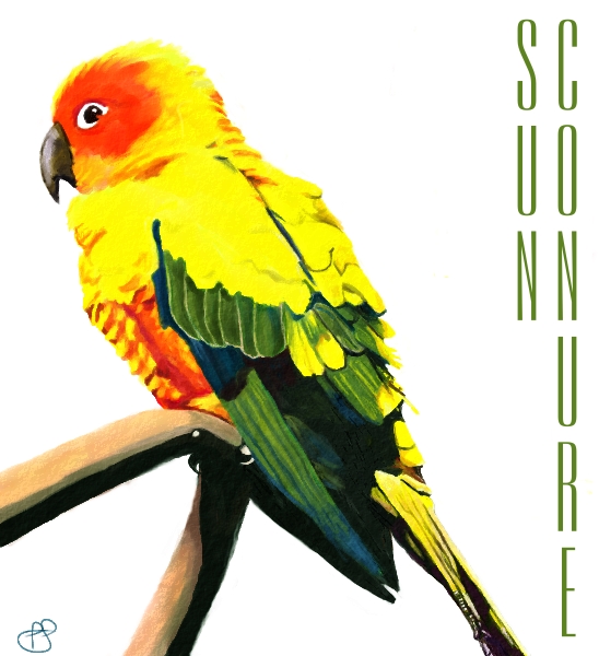 Sun Conure
